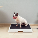 Bañera Inteligente para Mascotas